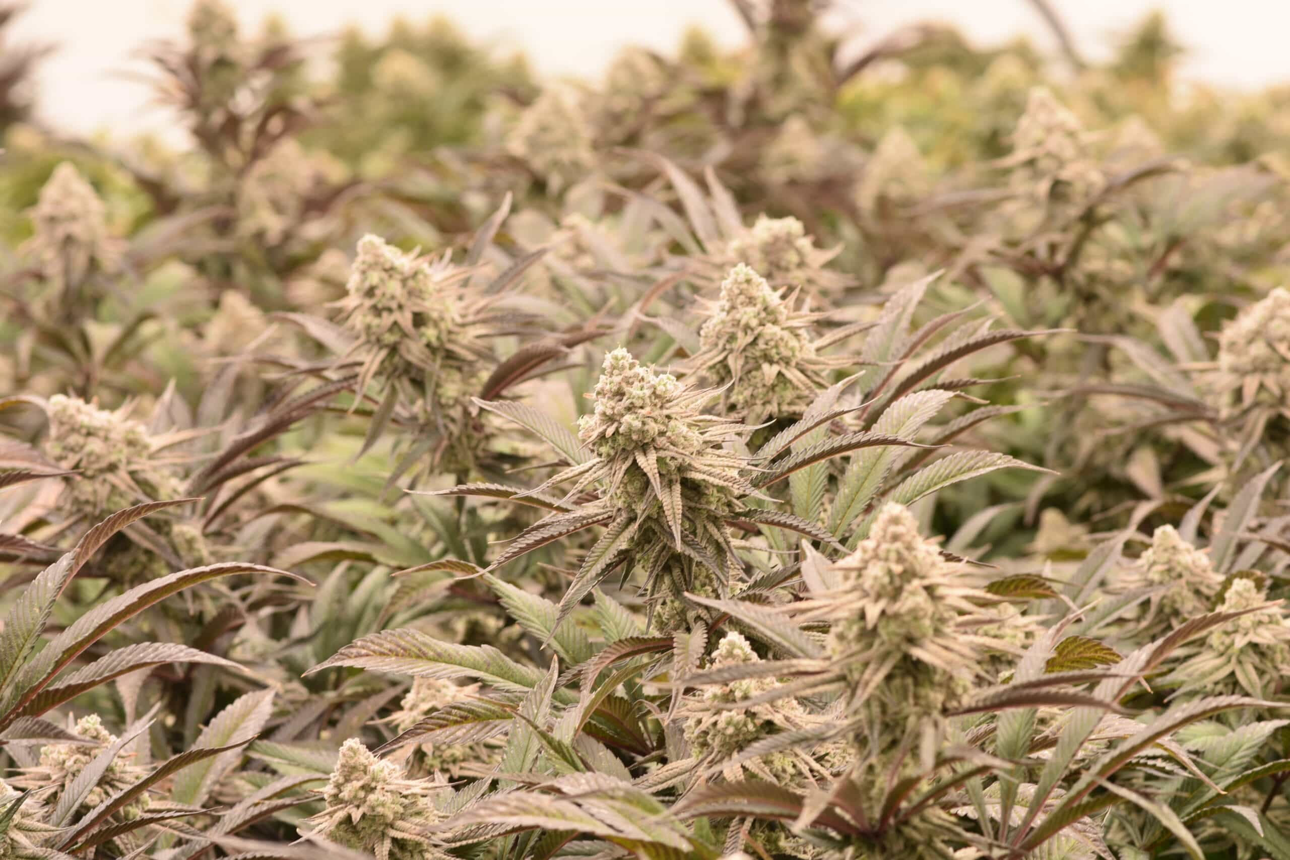 PVF flower plant